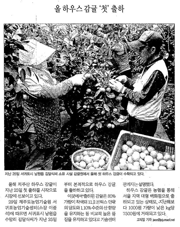 올 하우스감귤 "첫"출하[제주매일, 4. 30]